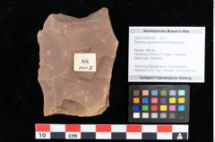 Foto (Objekt + Etikett) von Rhytisma palaeomyricae Ettingshausen (NHMW-GEO-2024-0188-0088)
